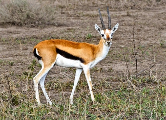 Thomson's Gazelle in Serengeti National Park Tanzania