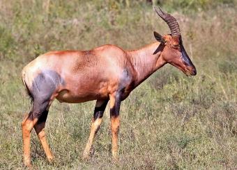 Topi in Serengeti National Park Tanzania