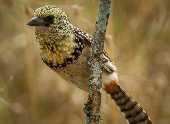 Usambiro Barbet in Serengeti National Park Tanzania