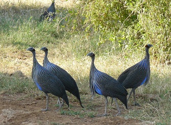 Vulturine Guineafowl in Serengeti National Park Tanzania