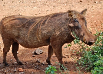 Warthog in Serengeti National Park Tanzania