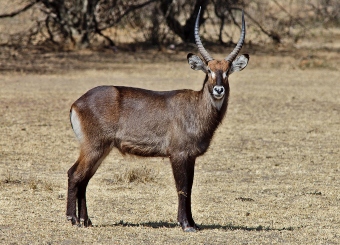 Waterbuck in Serengeti National Park Tanzania