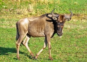Wildebeest herd Great Migration Serengeti