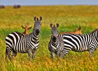 Plains zebra in Serengeti