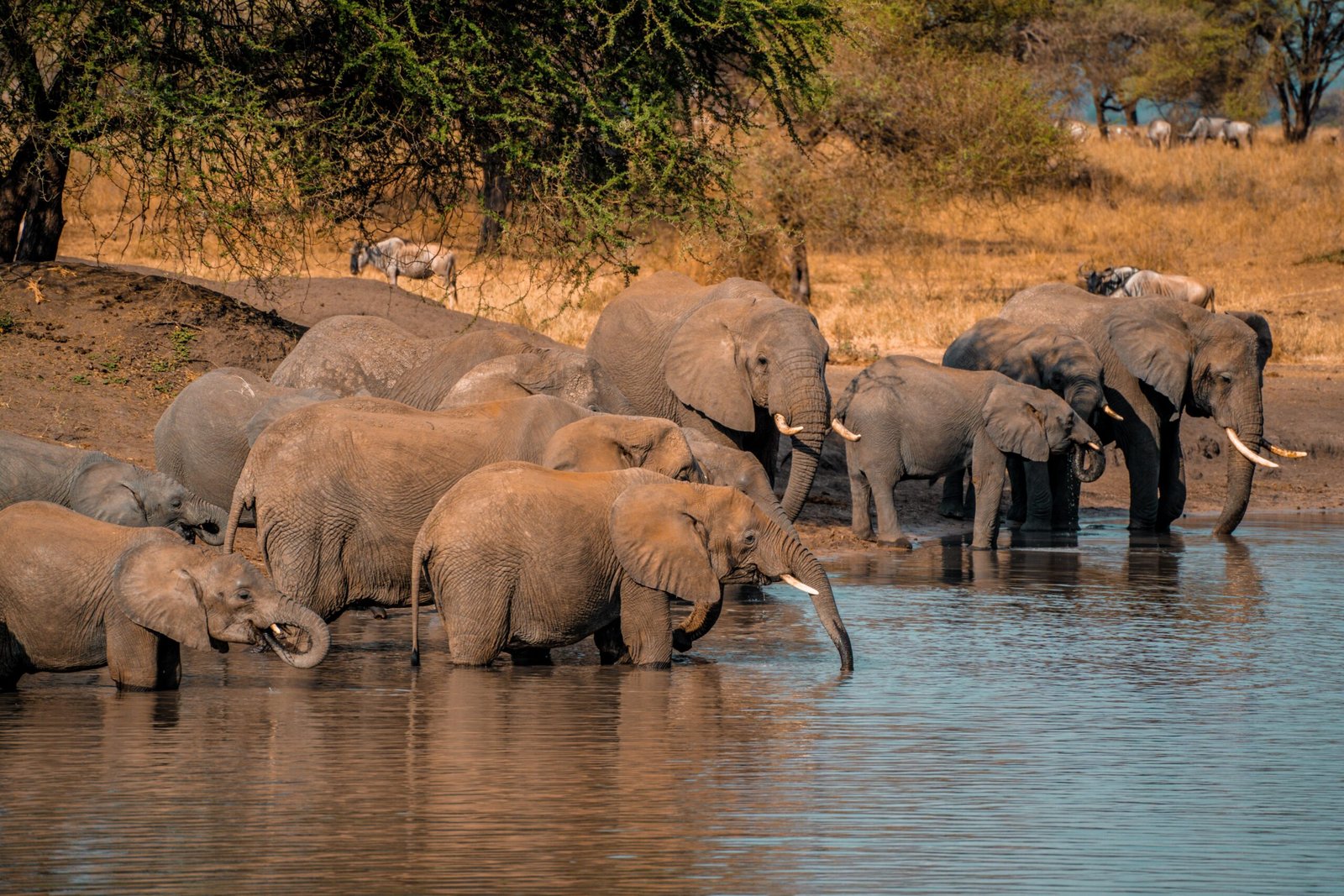 Elephants drinking at a waterhole in Arusha Region Tanzania