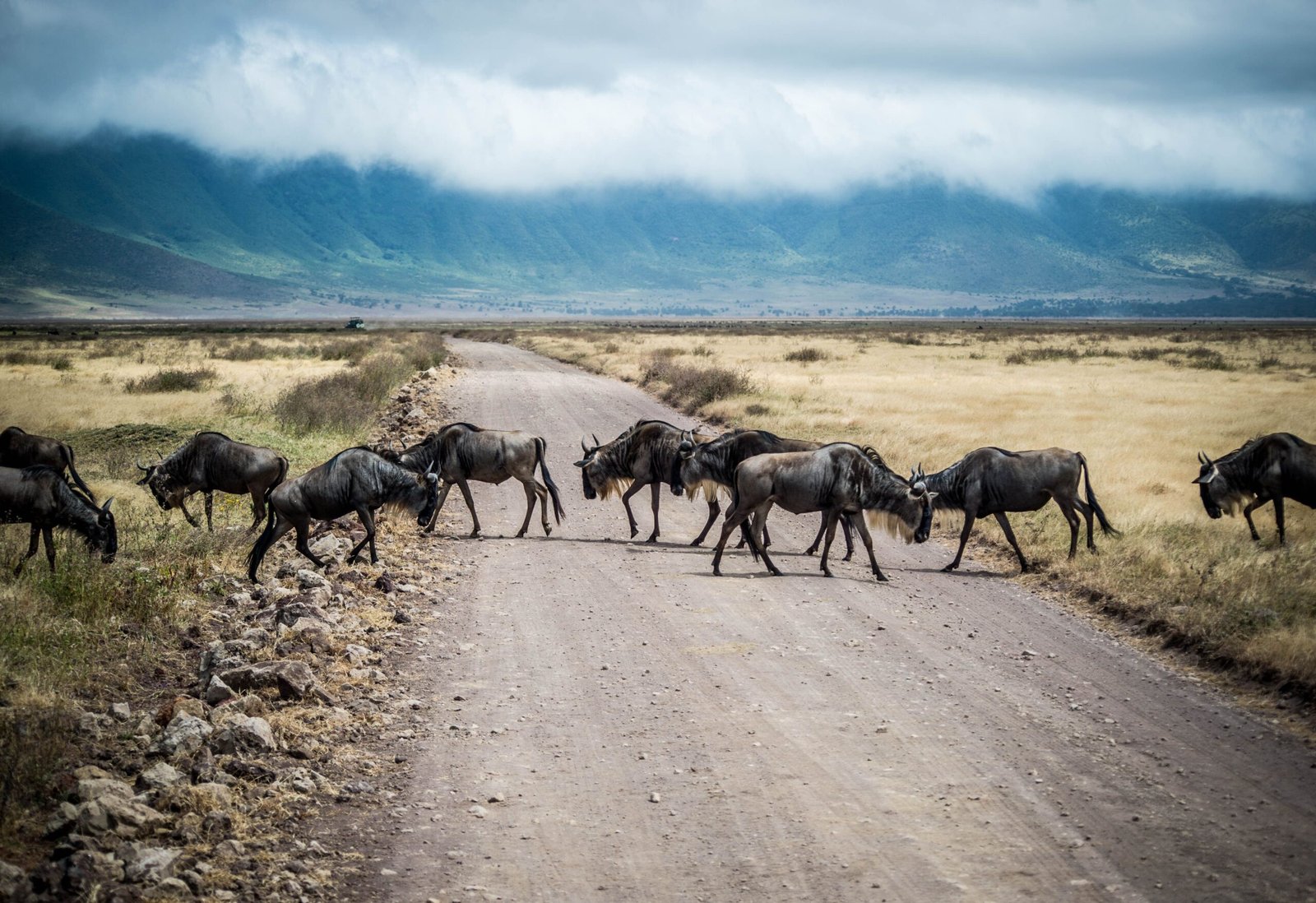 Wildebeest crossing a dirt road in Ngorongoro Crater Tanzania