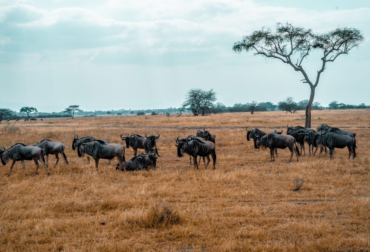 Wildebeest herd grazing in Arusha Region Tanzania savannah