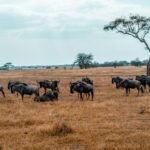 Wildebeest herd grazing in Arusha Region Tanzania savannah