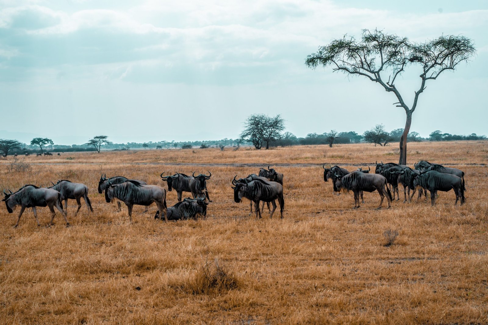 Wildebeest herd grazing in Arusha Region Tanzania savannah
