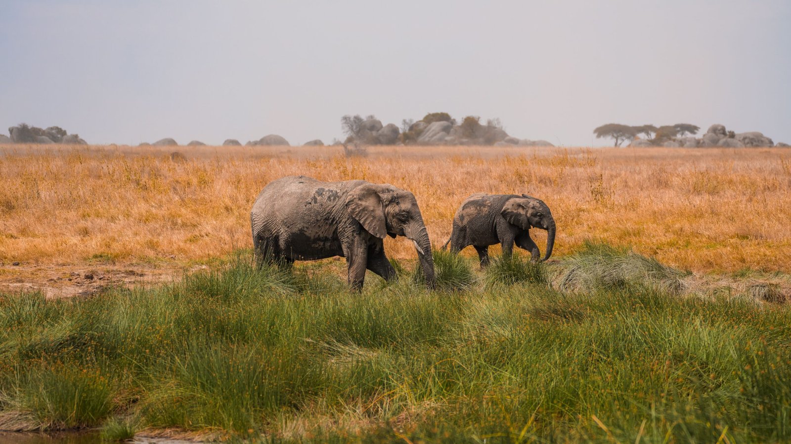 Two elephants grazing on Serengeti plains Tanzania