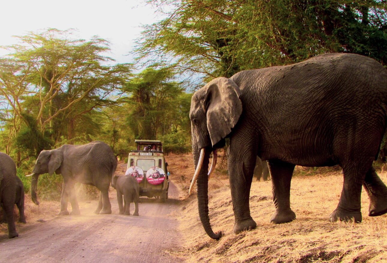 Elephants on a safari trail in Arusha Region Tanzania