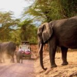 Elephants on a safari trail in Arusha Region Tanzania