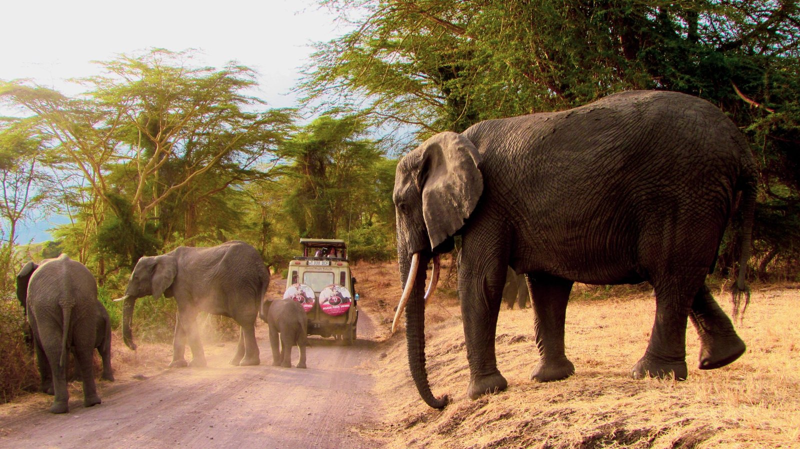 Elephants on a safari trail in Arusha Region Tanzania