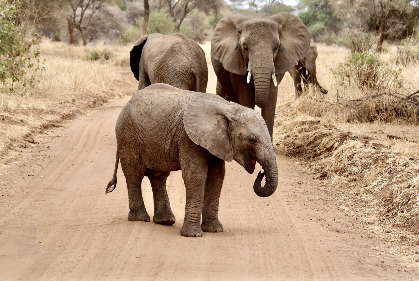 Elephant calf walking with herd on a Tanzania safari