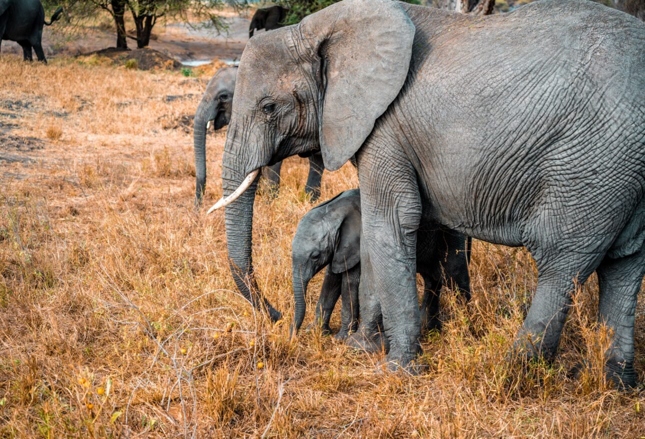 African elephant family in the Tanzanian wilderness