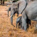 African elephant family in the Tanzanian wilderness