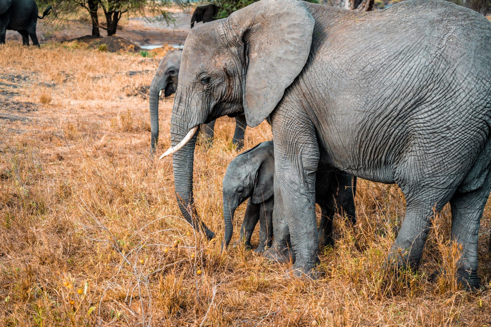African elephant family in the Tanzanian wilderness