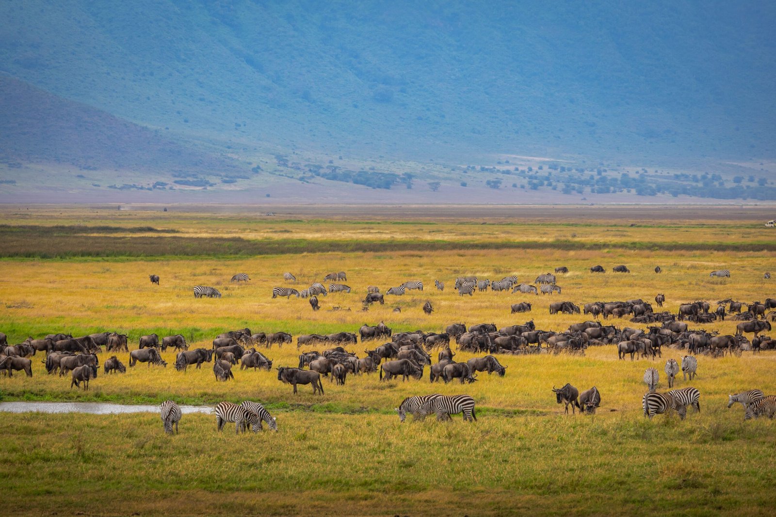 Zebras and wildebeest in Ngorongoro Crater Tanzania