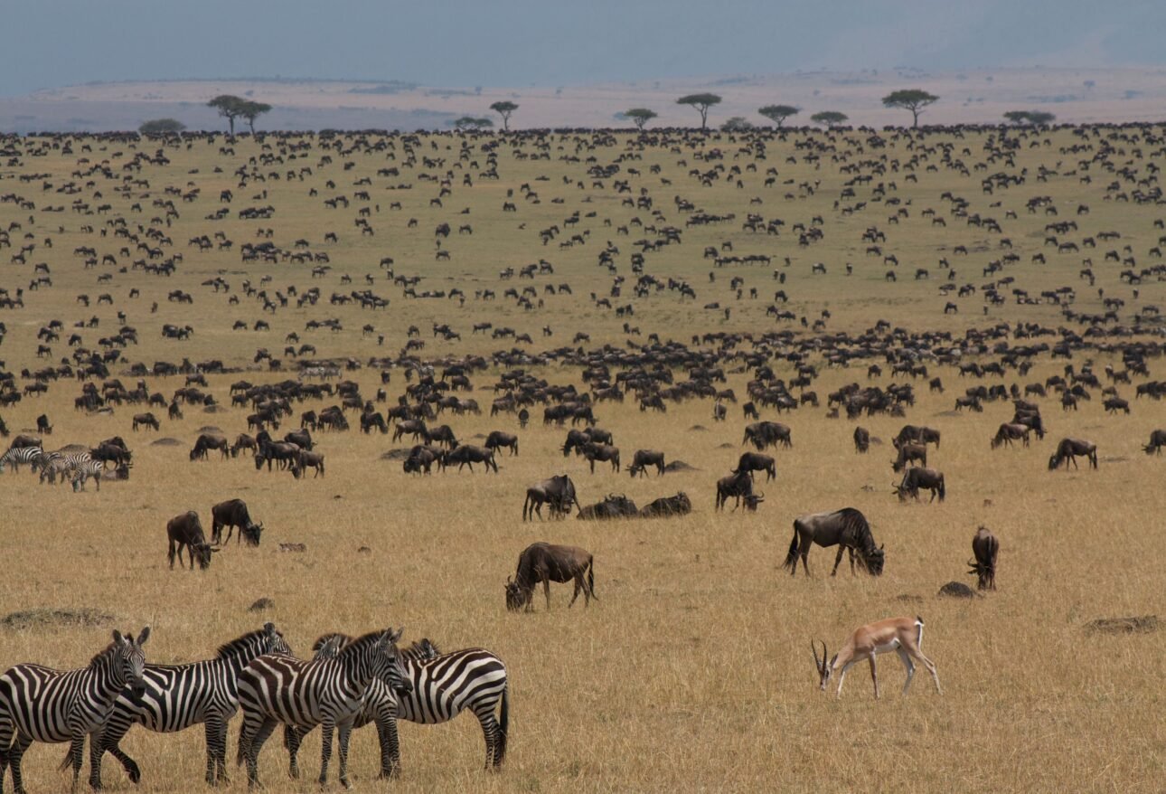 Wildebeest and zebras on Masai Mara plains Kenya safari