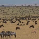 Wildebeest and zebras on Masai Mara plains Kenya safari