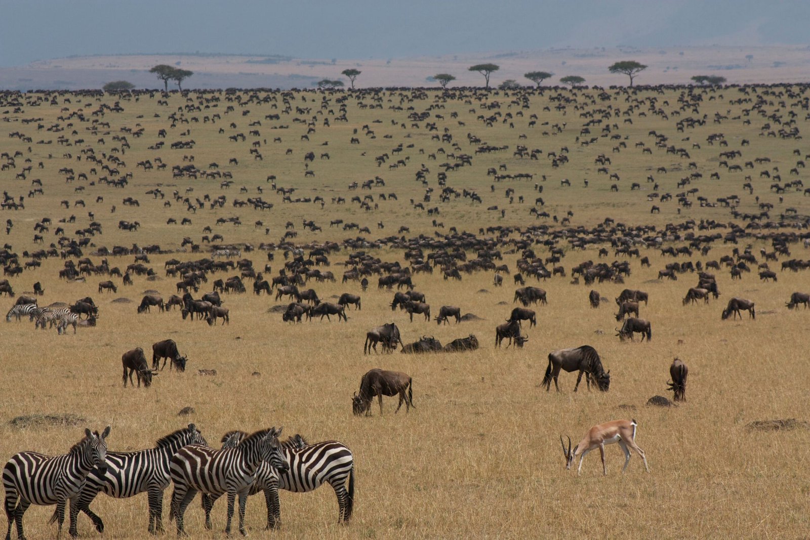 Wildebeest and zebras on Masai Mara plains Kenya safari