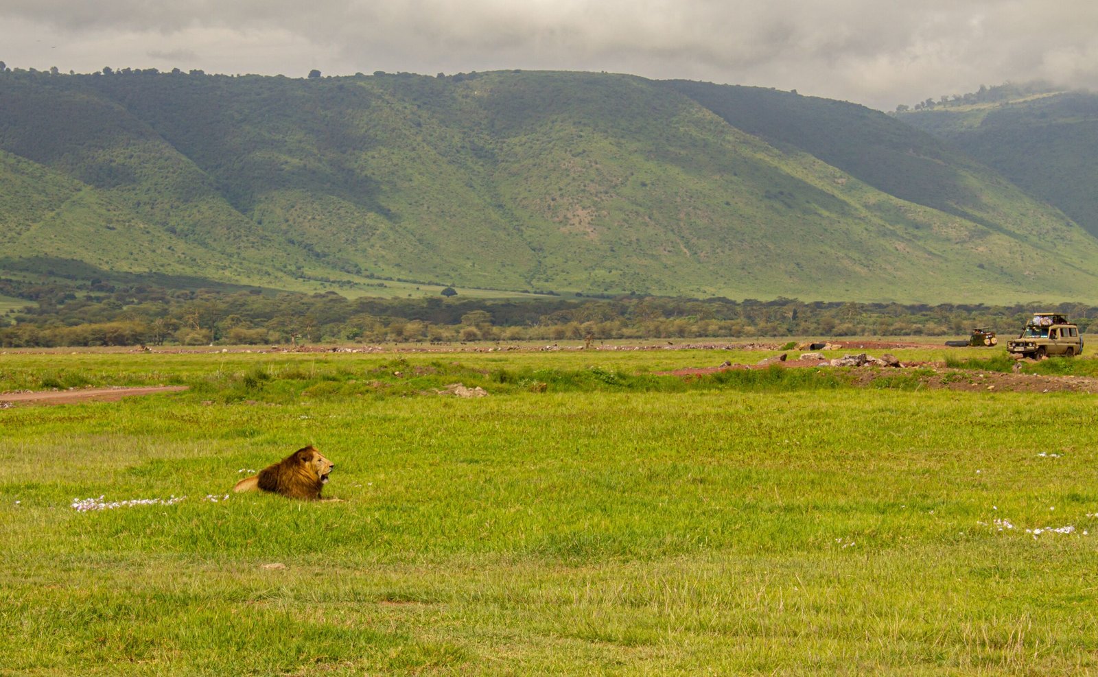 Lion resting in green plains of Ngorongoro Crater Tanzania