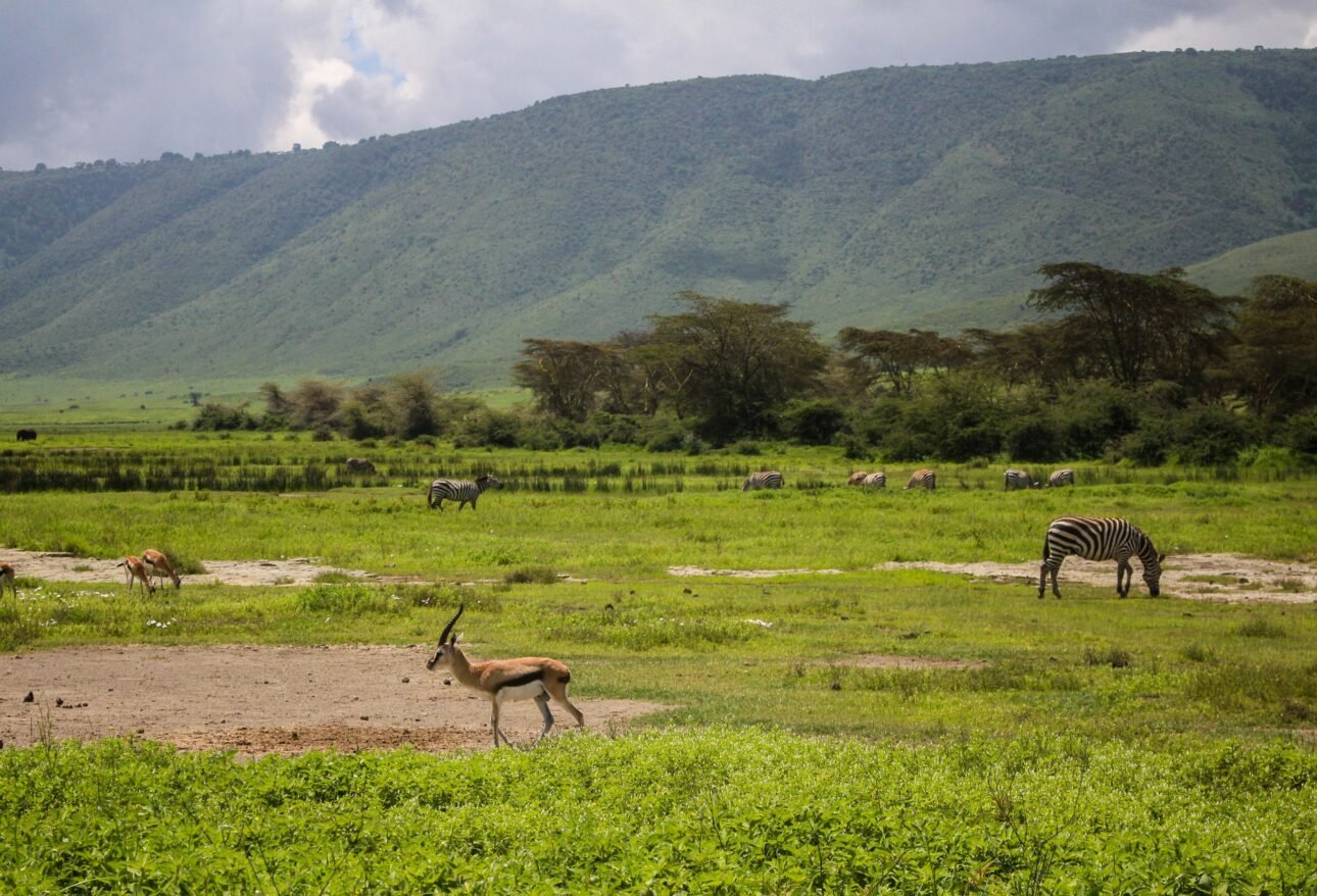 Zebras and antelopes grazing on the Ngorongoro Crater floor Tanzania