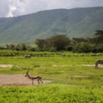 Zebras and antelopes grazing on the Ngorongoro Crater floor Tanzania