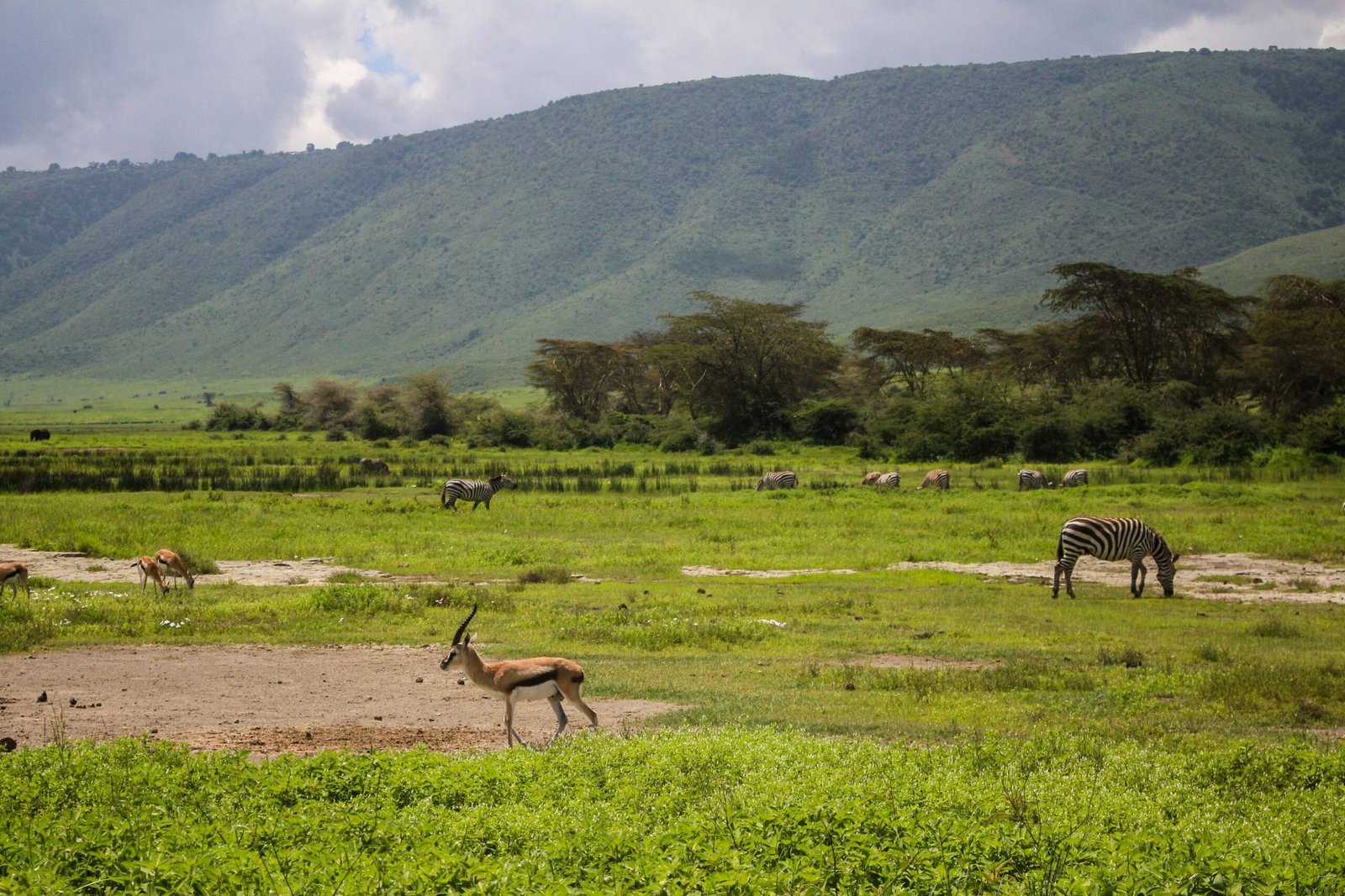 Zebras and antelopes grazing on the Ngorongoro Crater floor Tanzania