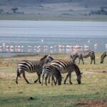 Zebras grazing near flamingos at Lake Manyara National Park Tanzania landscape