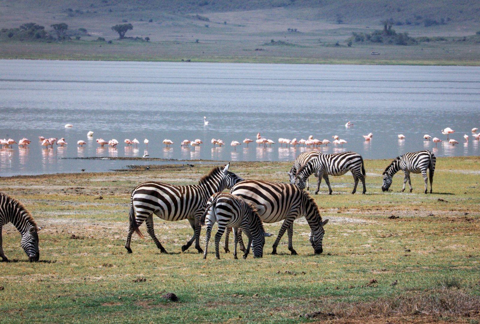 Zebras grazing near flamingos at Lake Manyara National Park Tanzania landscape