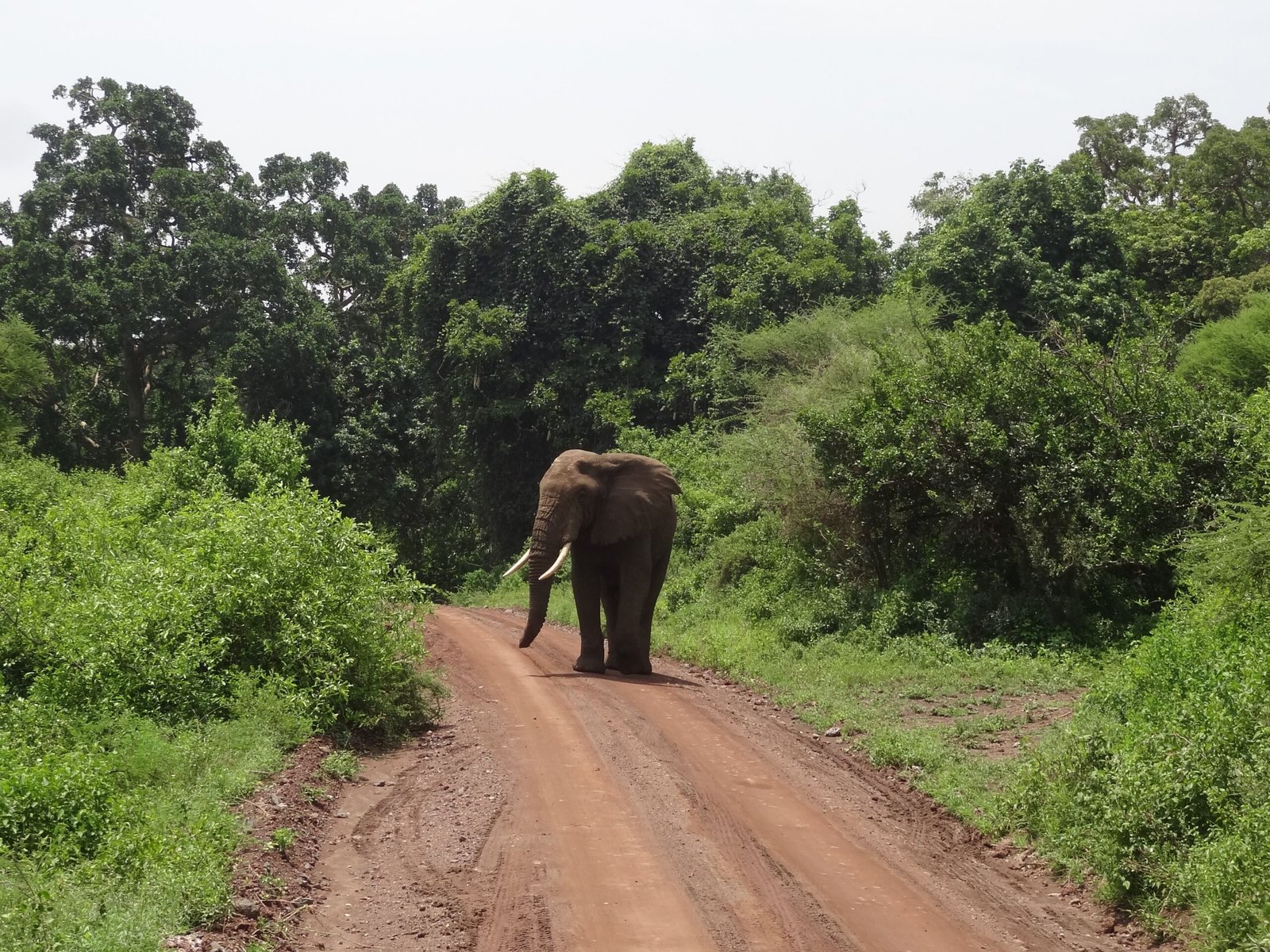 Elephant on a Lake Manyara safari game drive landscape