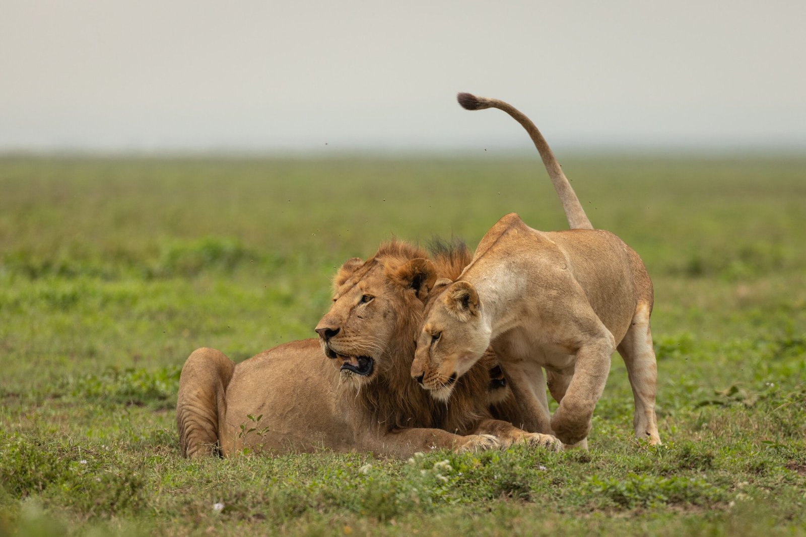 Lions on the plains during a honeymoon safari Tanzania