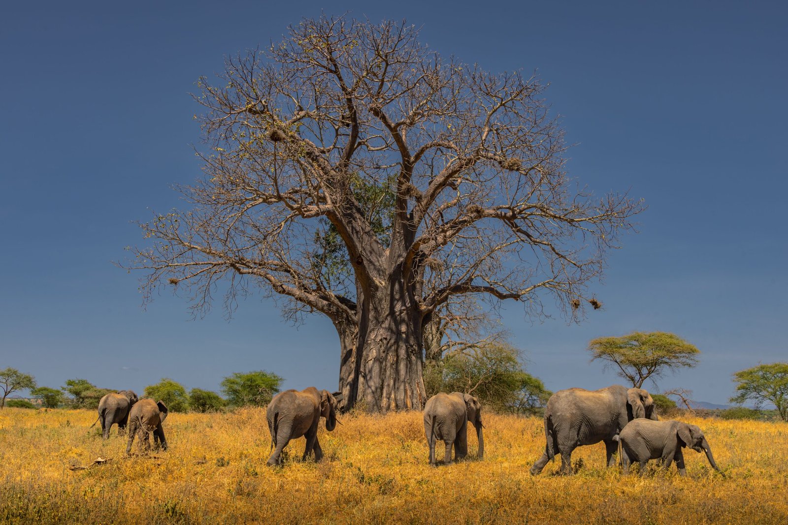 Elephants grazing under a baobab tree on the Tanzania savannah