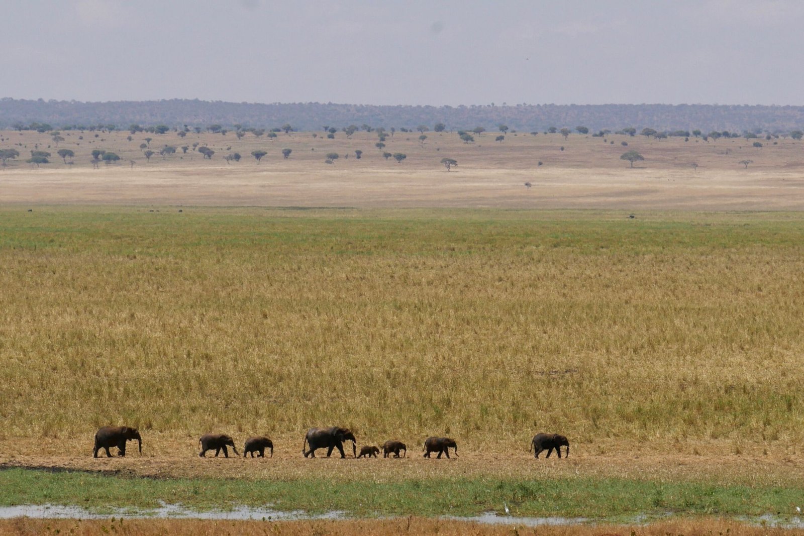 Herd of elephants crossing savannah in Tarangire National Park Tanzania