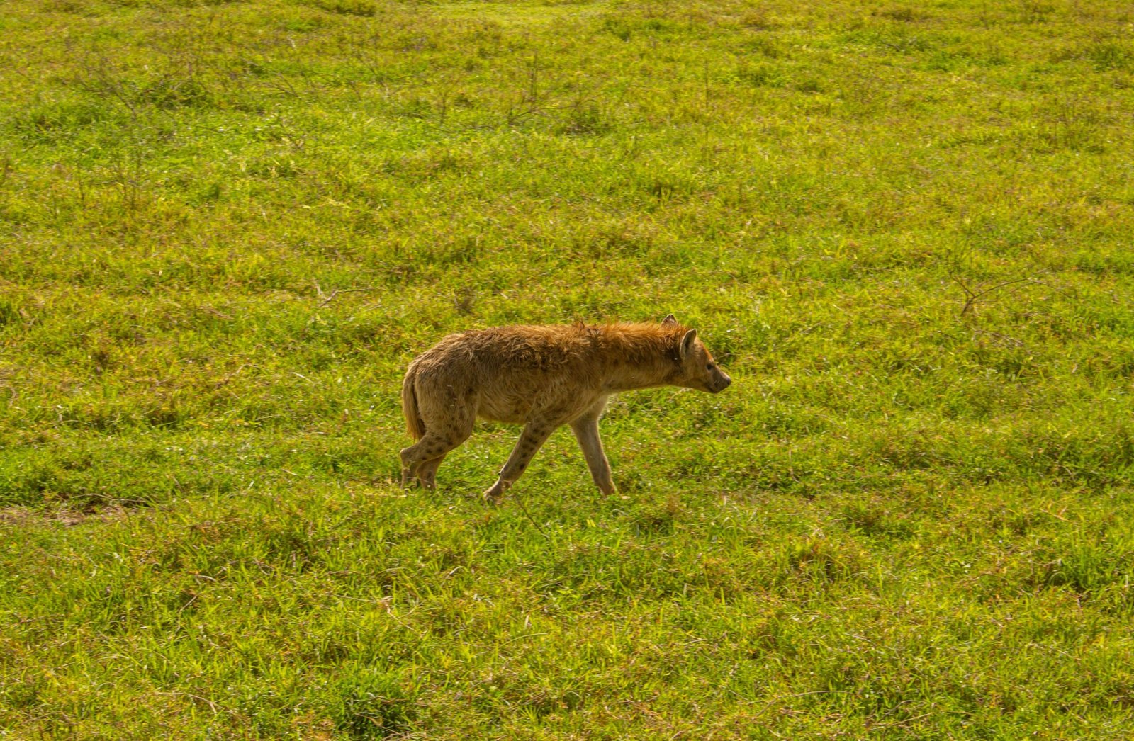 Hyena walking through grasslands in Ngorongoro Tanzania