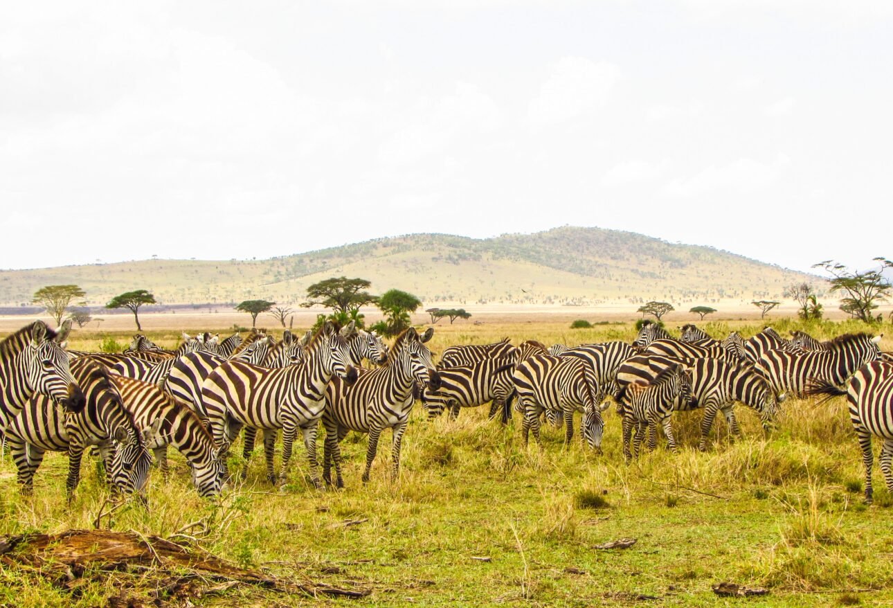 Zebras grazing on Serengeti plains during a Tanzania safari