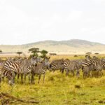 Zebras grazing on Serengeti plains during a Tanzania safari