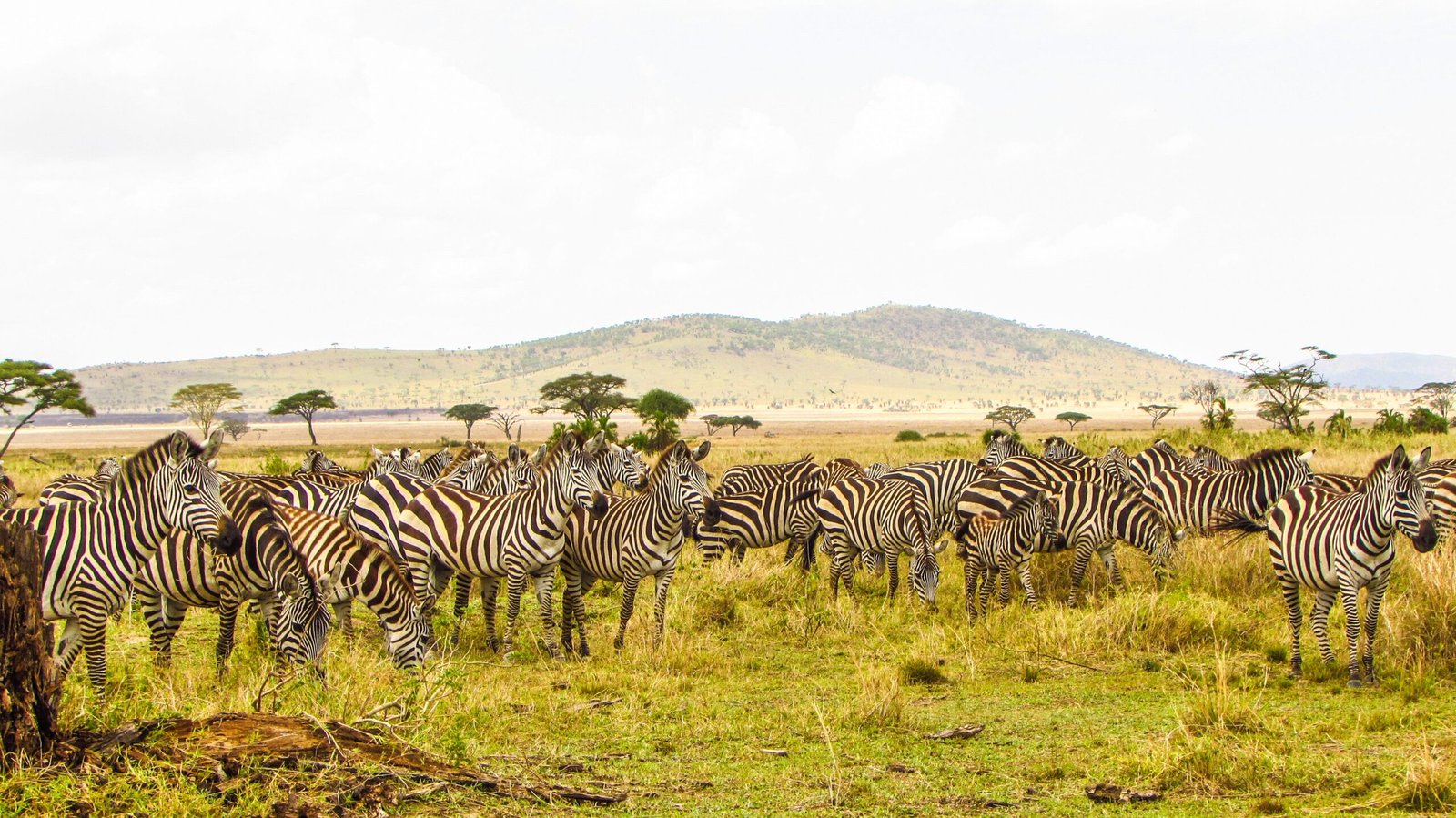 Zebras grazing on Serengeti plains during a Tanzania safari