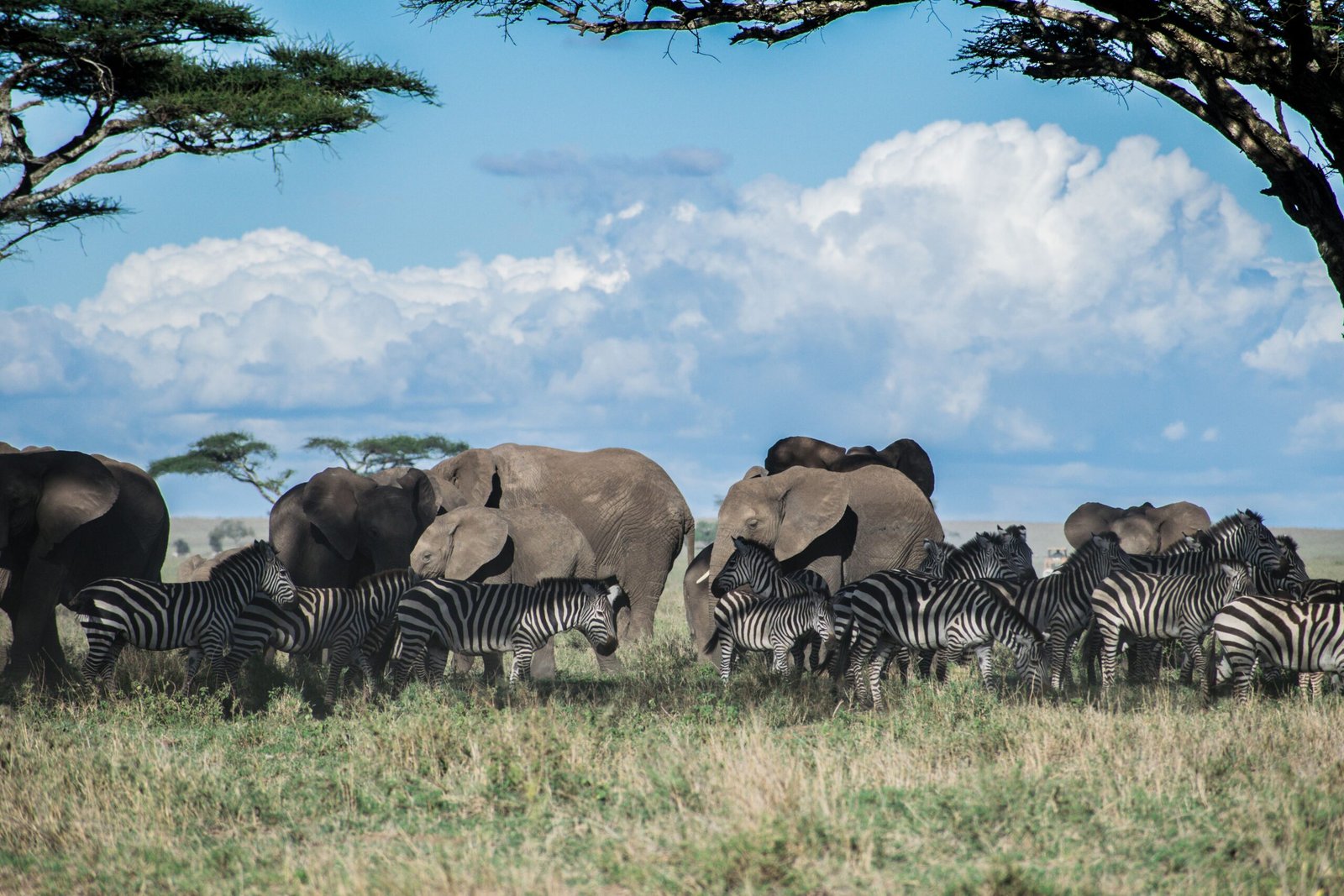 Elephants and zebras grazing in Serengeti Tanzania safari