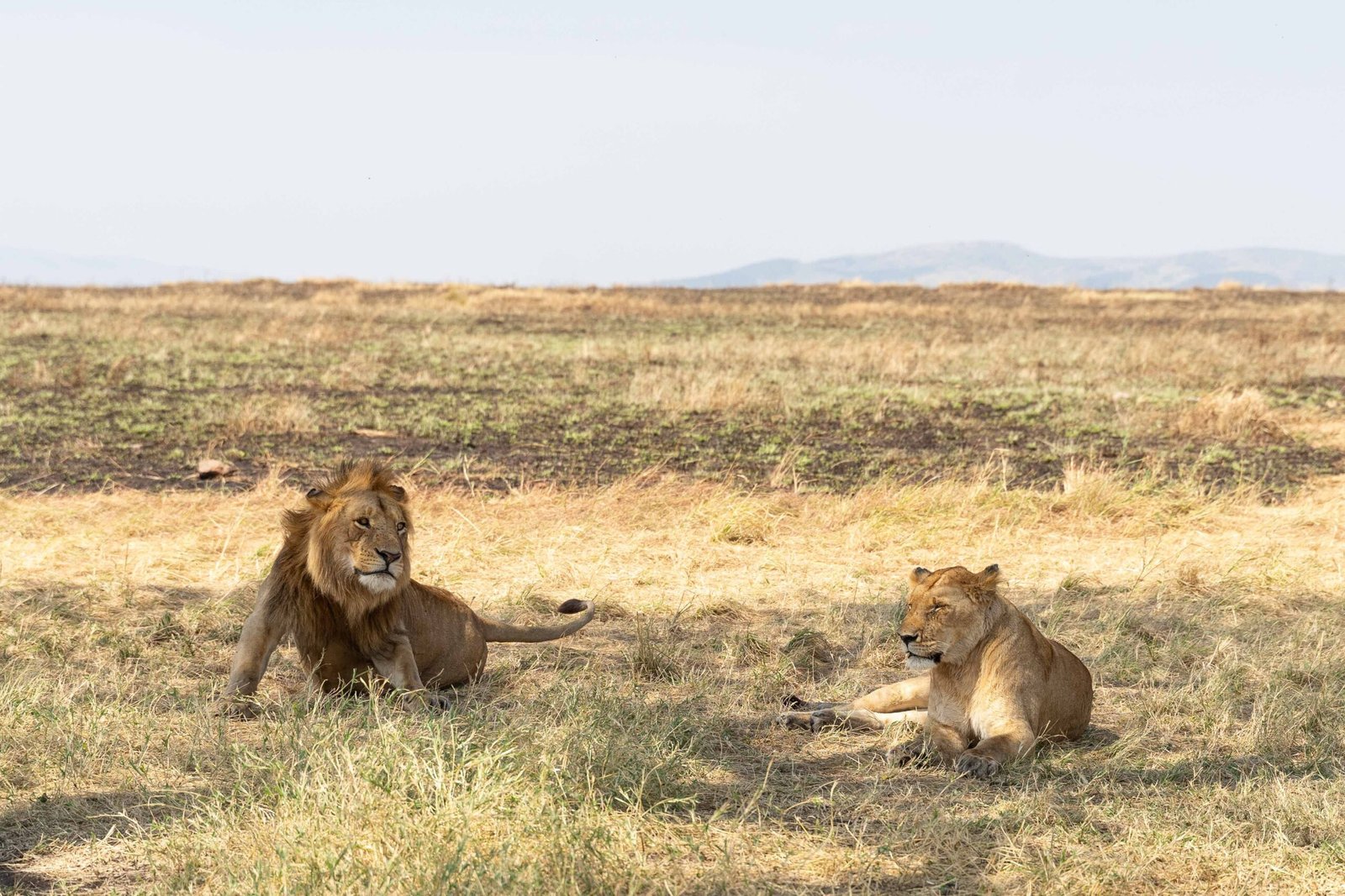 Male and female lions resting in Serengeti Tanzania