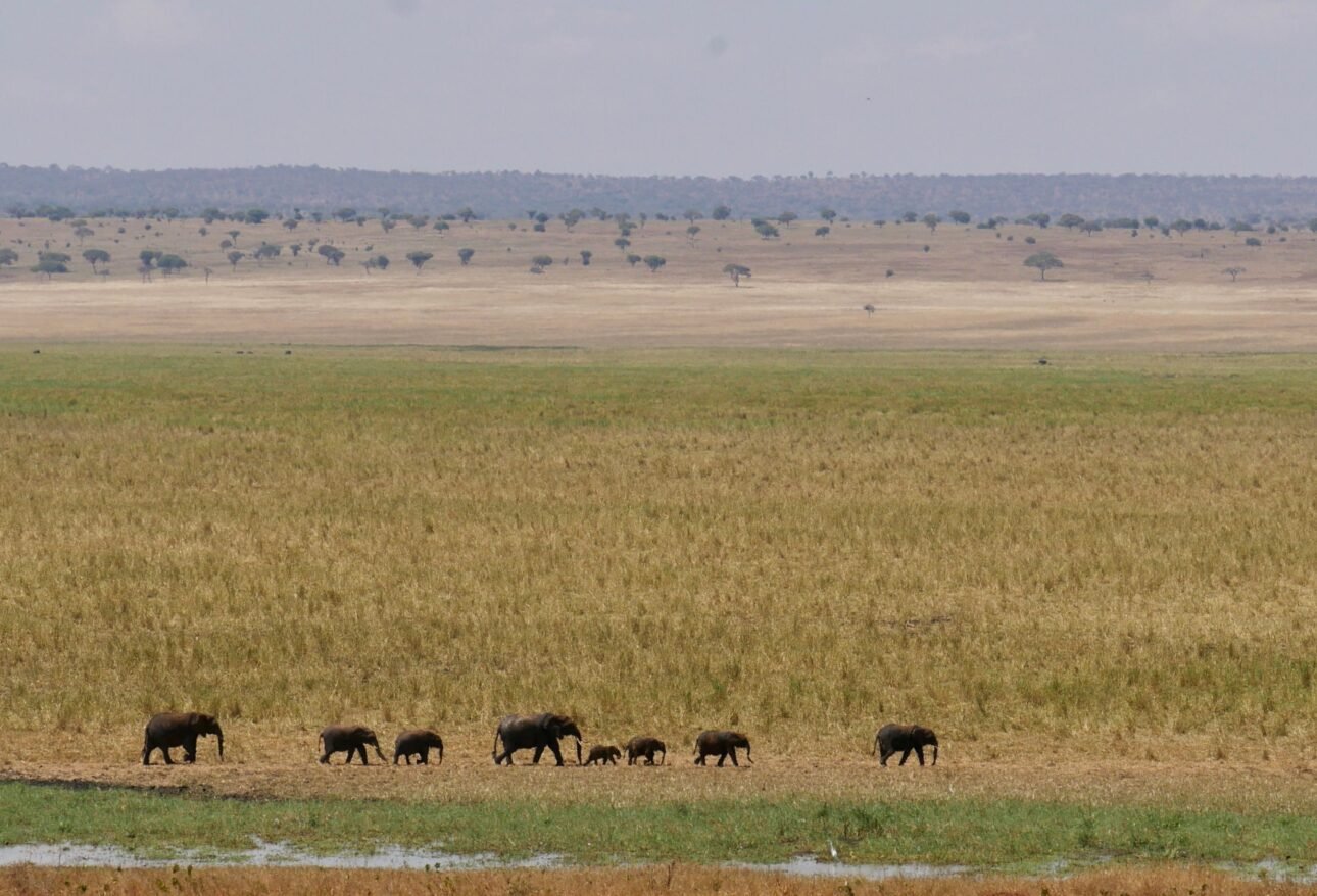 Herd of elephants crossing savannah in Tarangire National Park Tanzania