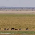 Herd of elephants crossing savannah in Tarangire National Park Tanzania